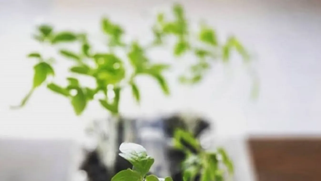 Itt az idő, így ültesd ki a paradicsompalántákat