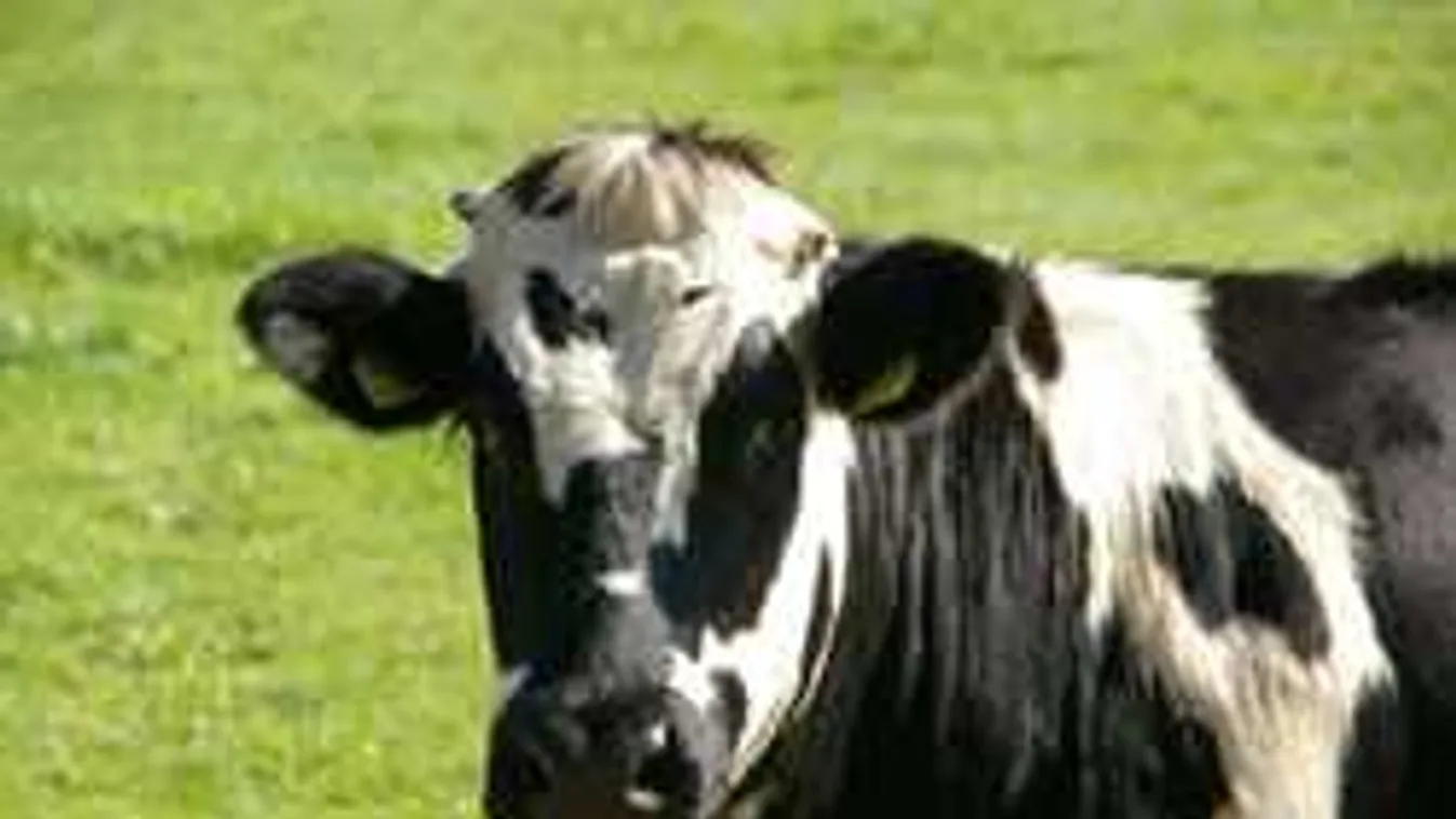 Indiaiak fejik a magyar marhákat