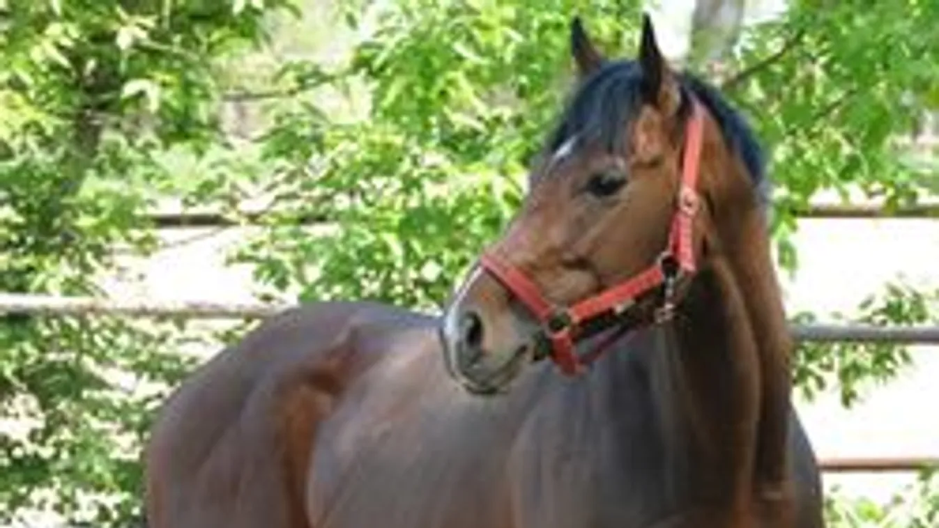 Overdose nem maradhatott itthon! Miért kellett mennie?