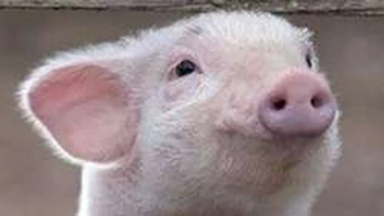 Sokaknál kiveri a biztosítékot a legújabb házi kedvenc