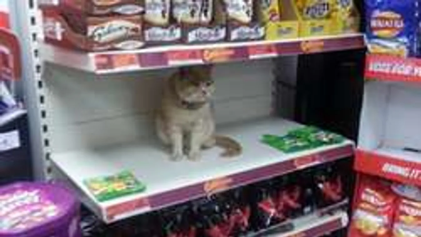 Rettegésben tartja a szupermarketet a komor kandúr