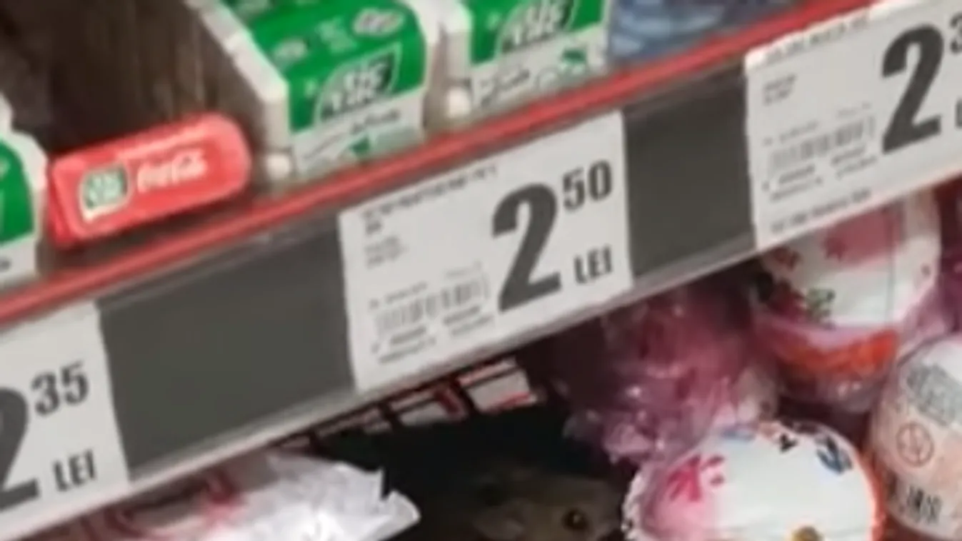 Csokit rágcsált a hipermarket polcán a kisegér – videó