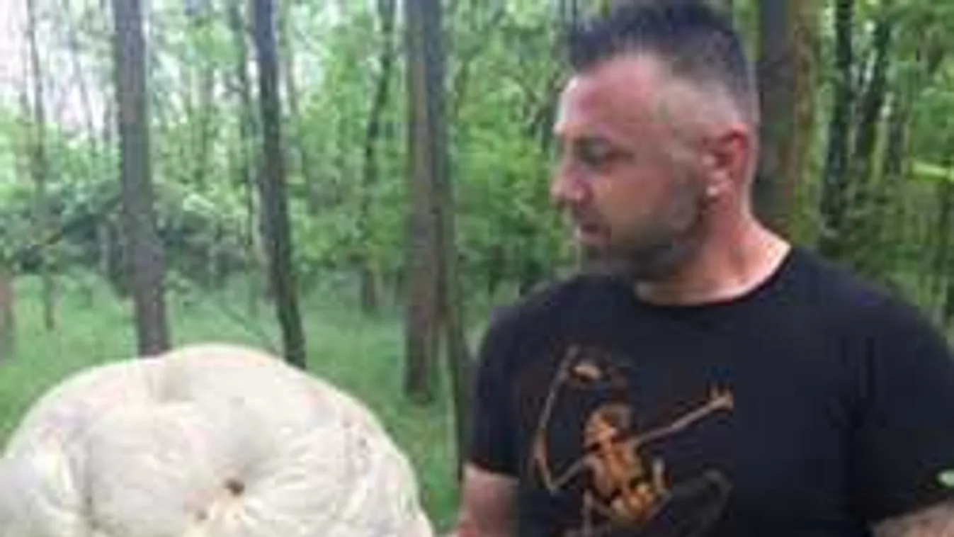 Brutális méretű gombát talált a szerencsés férfi a Békés megyei erdőben