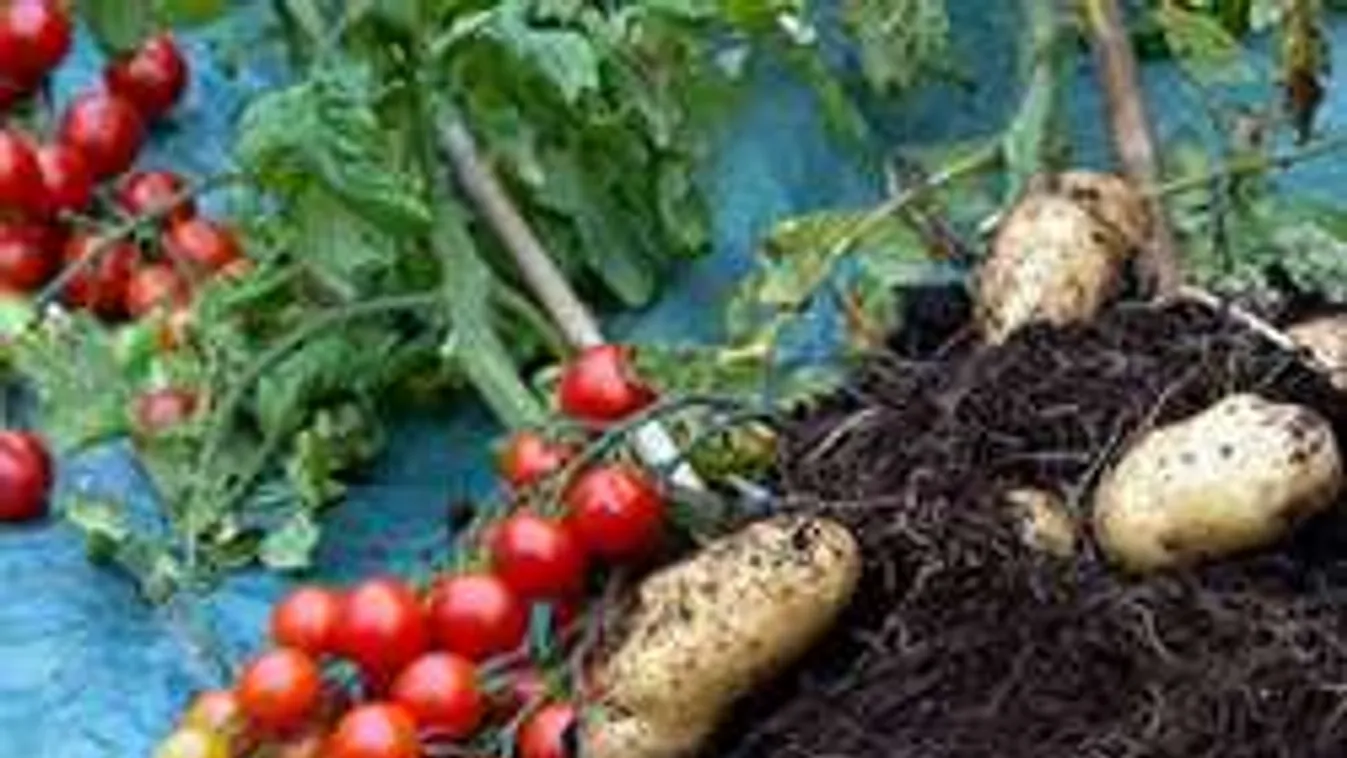 Ez a konyhakerti növény ámulatba ejtette a világot: fölül és alul is terem!