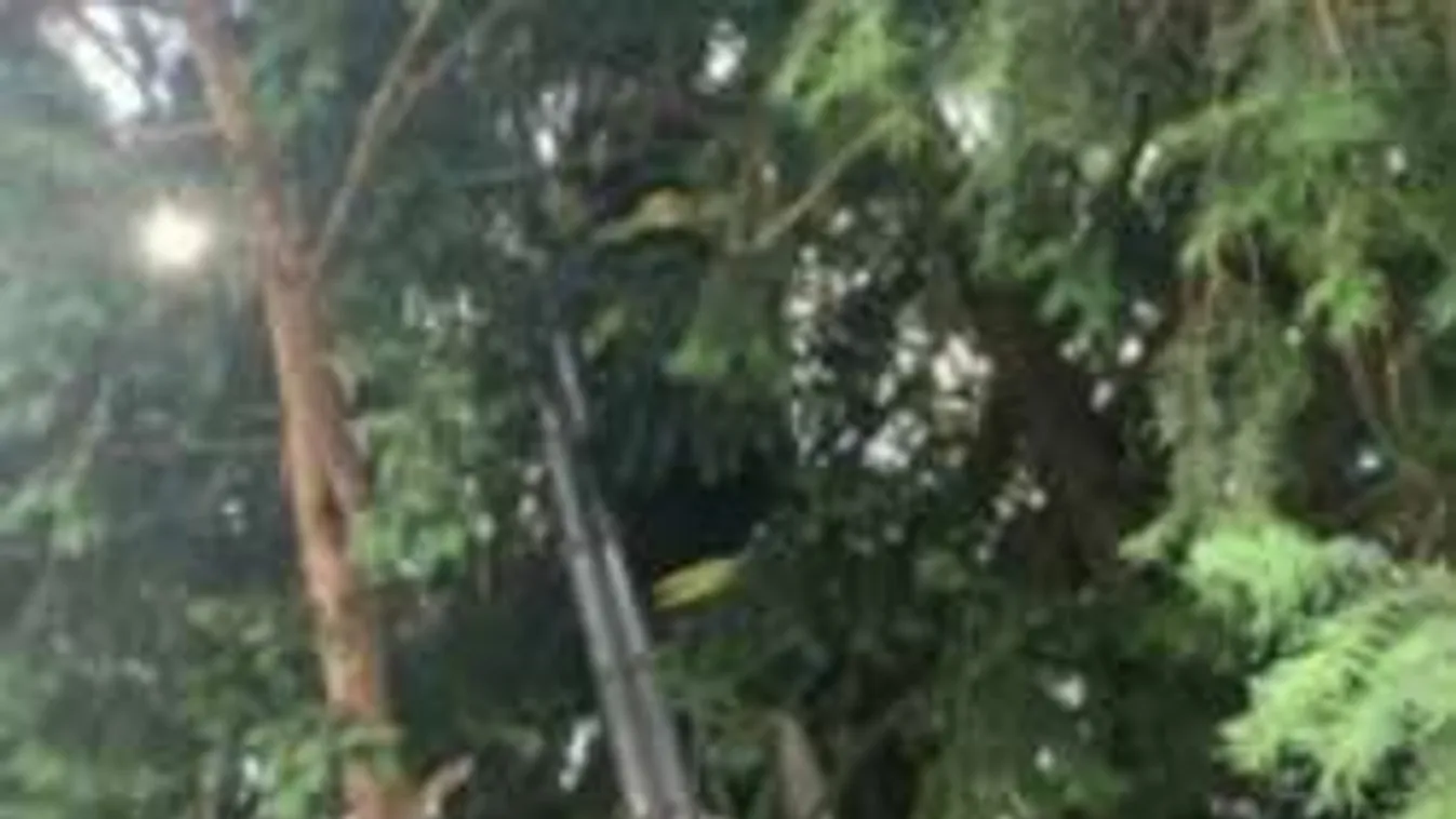 Kínos! Fennragadt a fán a temetőben - alig merte beismerni, miért mászott fel...