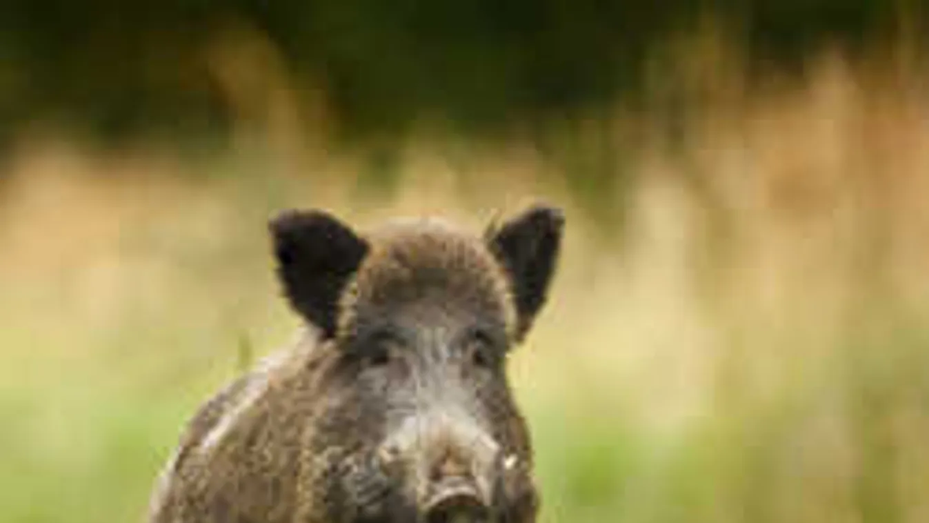 Vaddisznók garázdálkodnak Prágában?