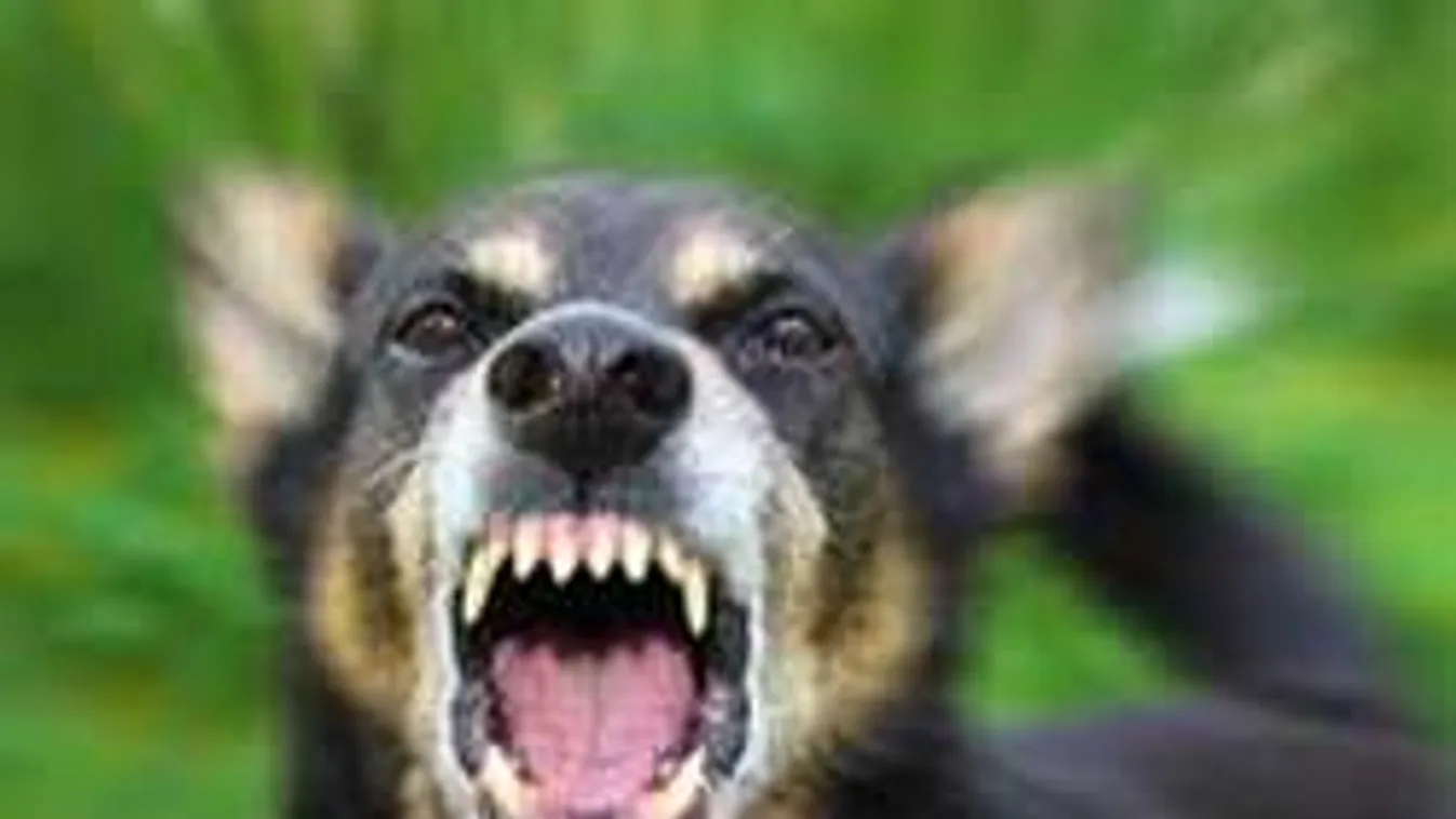 A szomszéd kutyája harapta halálra a 65 éves nénit