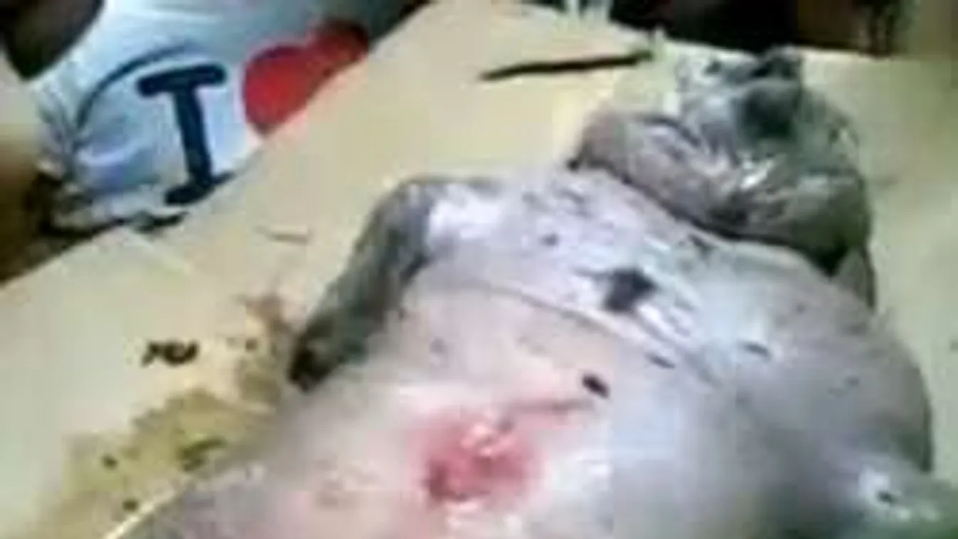 Kétségek közt a tudósok: ilyen bizarr lényt még ők sem láttak!