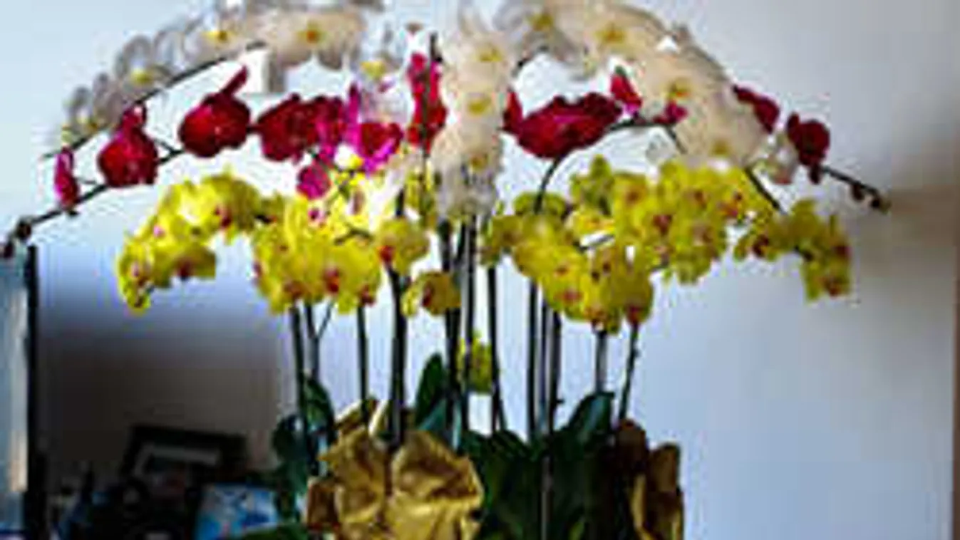 Így ültesd át az orchideáidat, hogy gyorsan virágba boruljanak