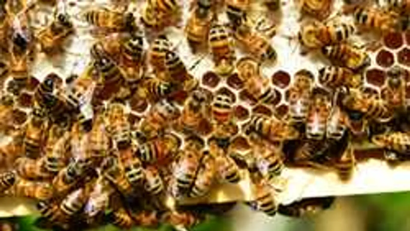 Pánik a reptéren, óriási méhraj lepte el az utasszállítót