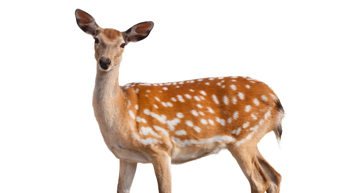 Mindíg hívjunk rendőrt, ha elütünk egy őzet