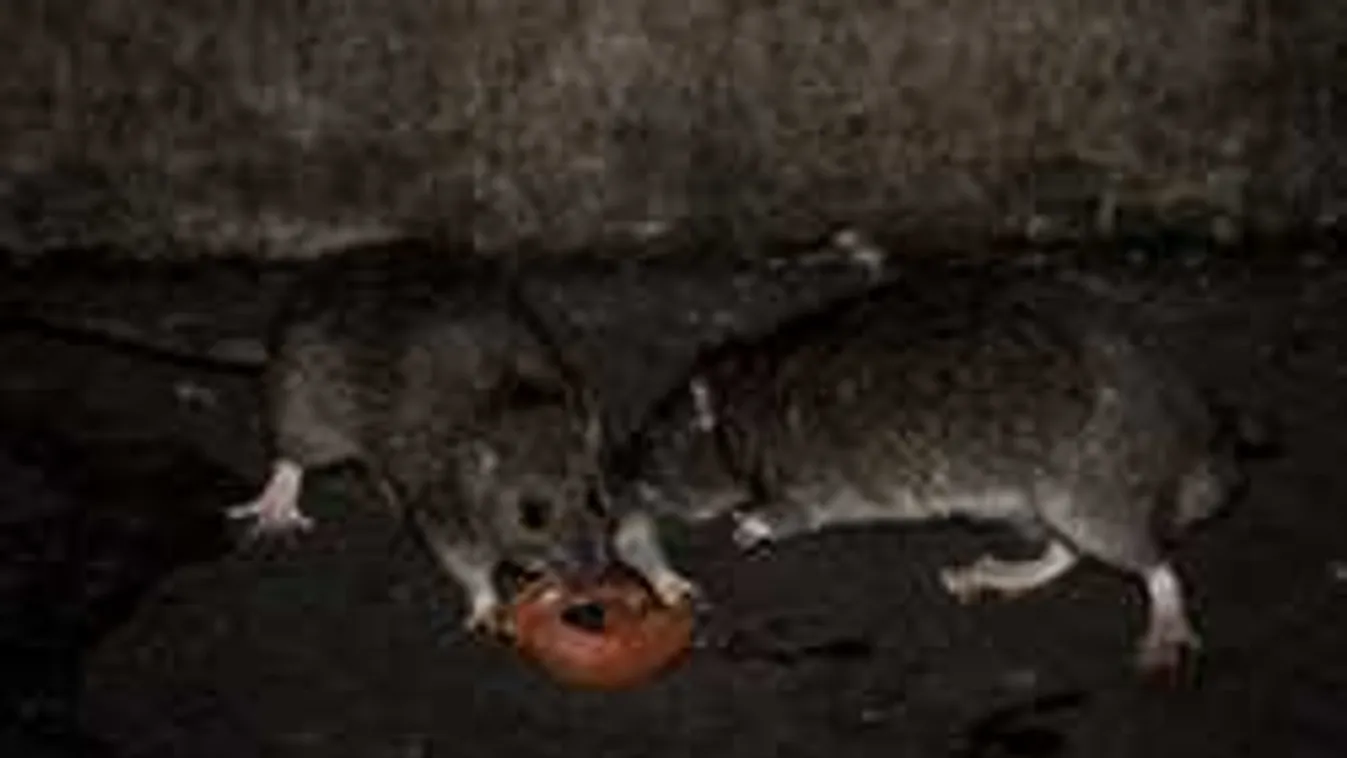 Ilyen gigászi pusztítást még a szakemberek se láttak patkányoktól - fotó