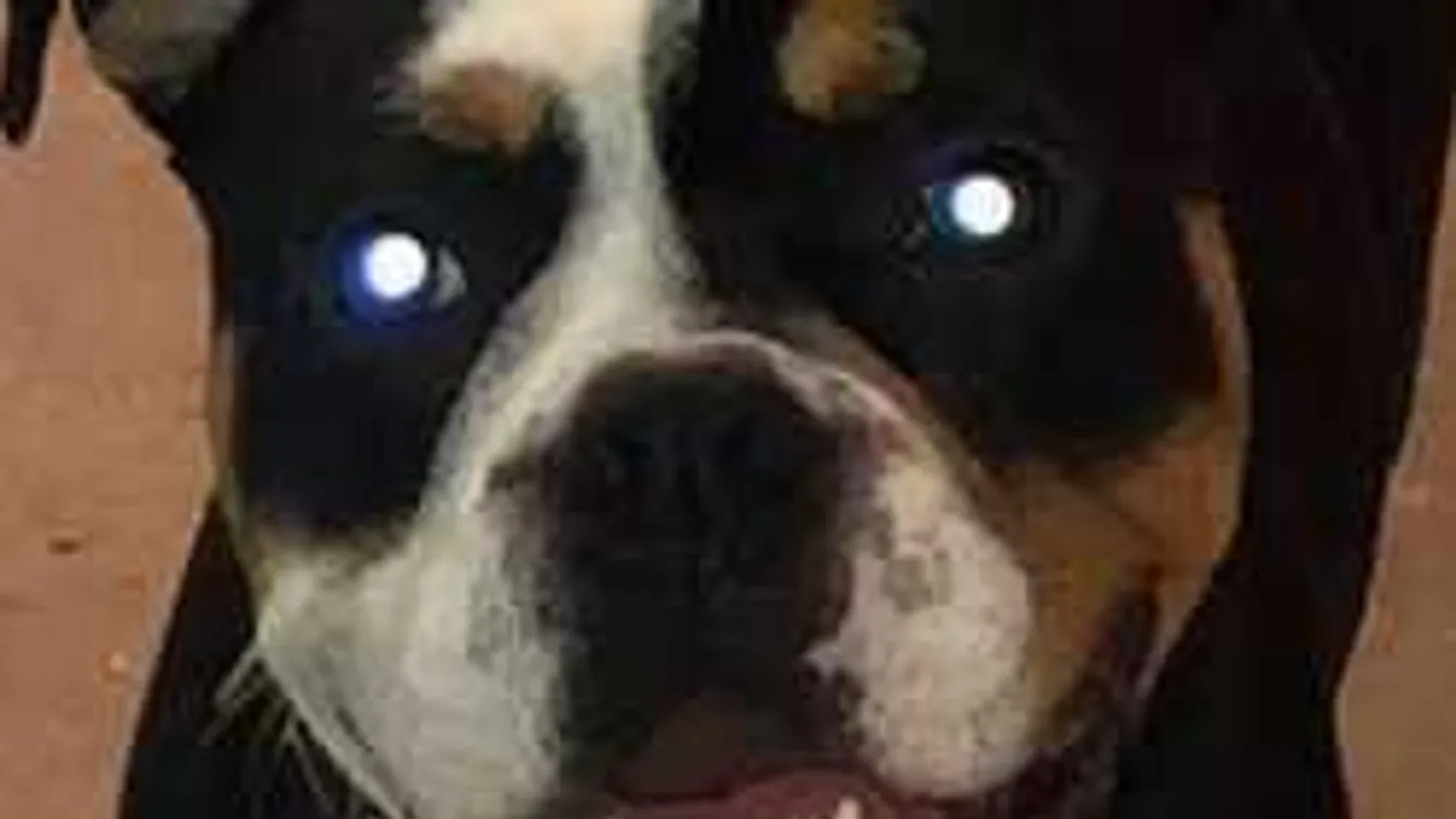 Saját gazdája mogyoróvajas f....t harapta le egy kutya