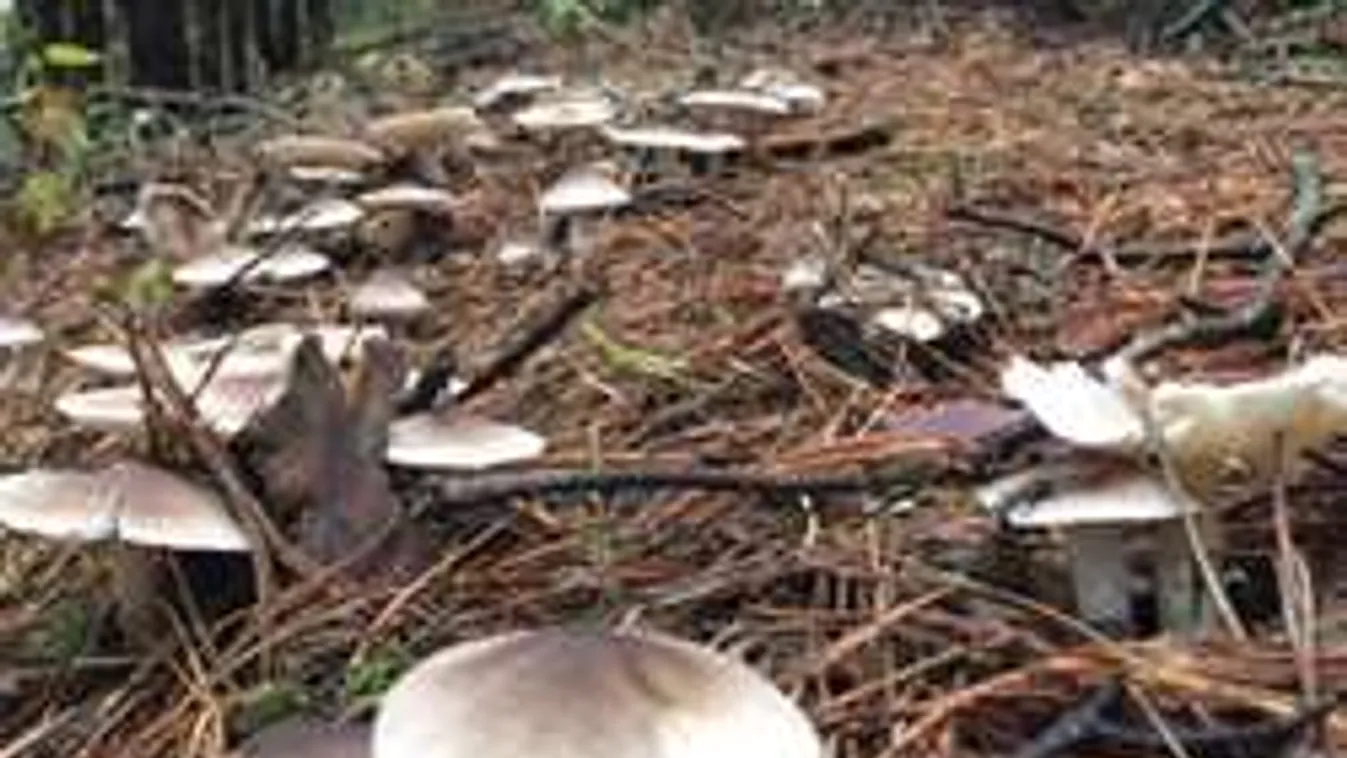 Atompánik: uránt találtak az erdőben a gombaszedők!