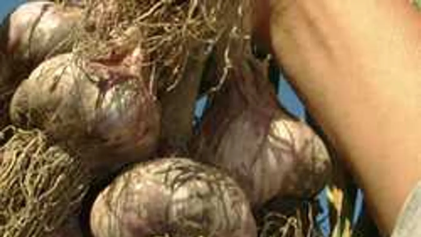 Döbbenetes méretű fokhagymát húzott ki József a kertjéből