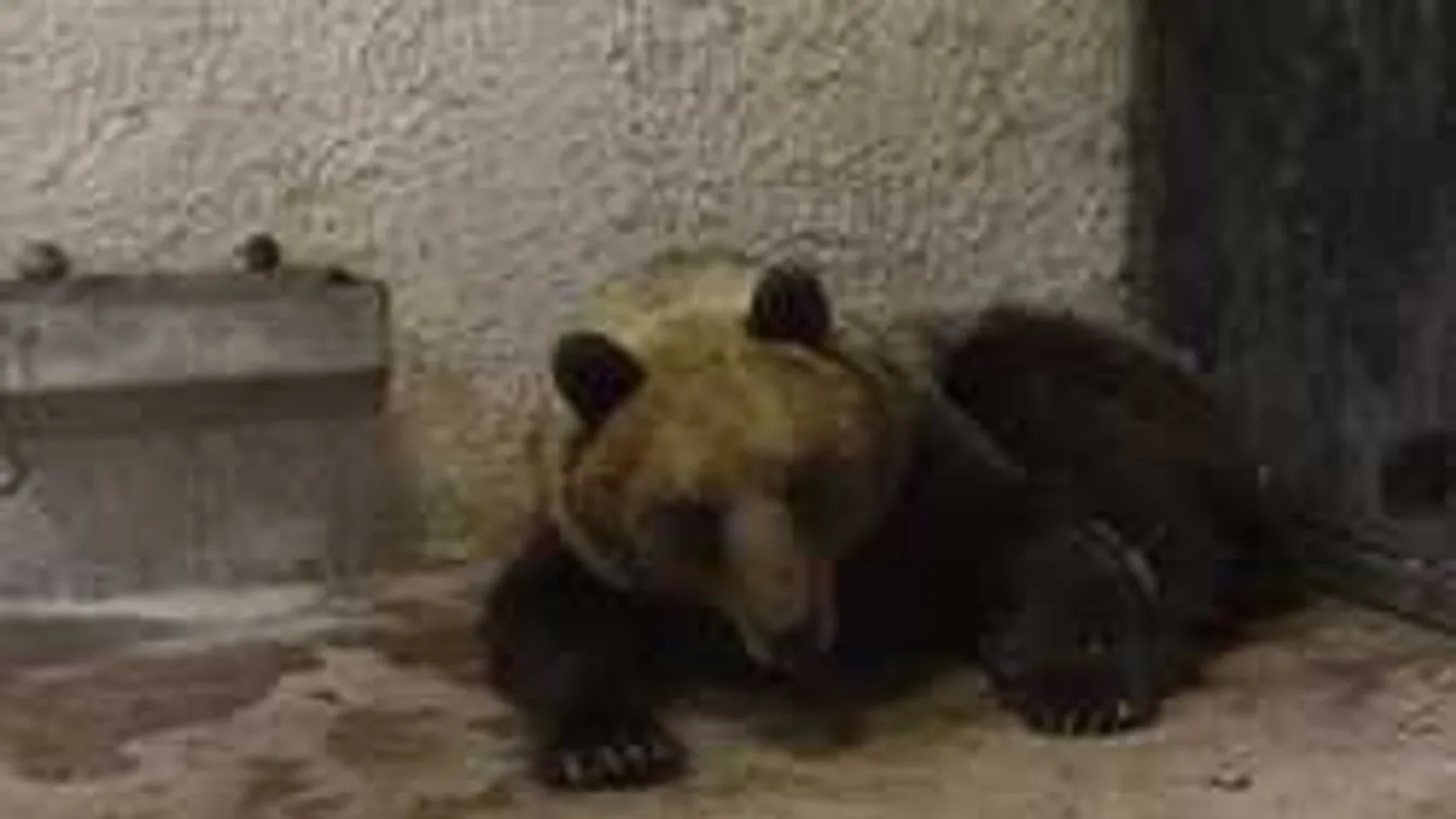 Visszatért Magyarországra a MEDVE!