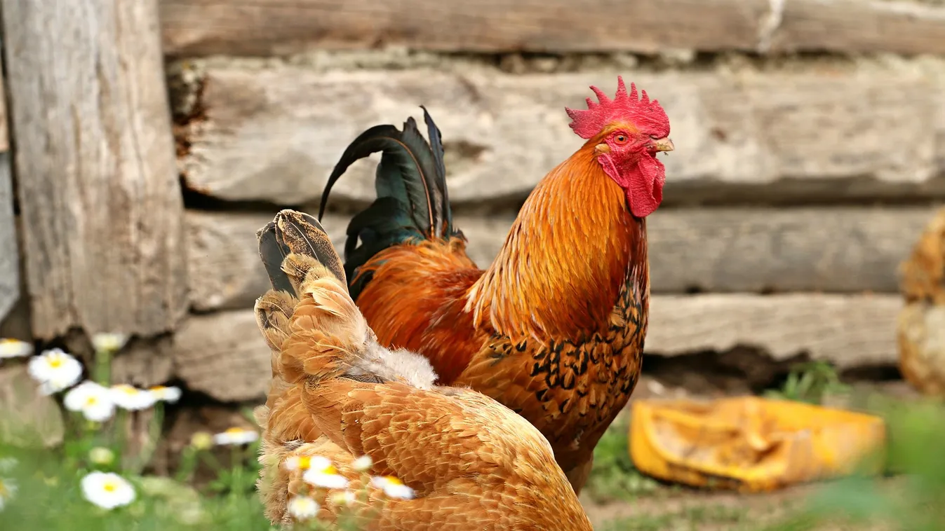 Gúnyolódás a csirkefarháton: kiosztotta az ellenzéket az ismert szociológus