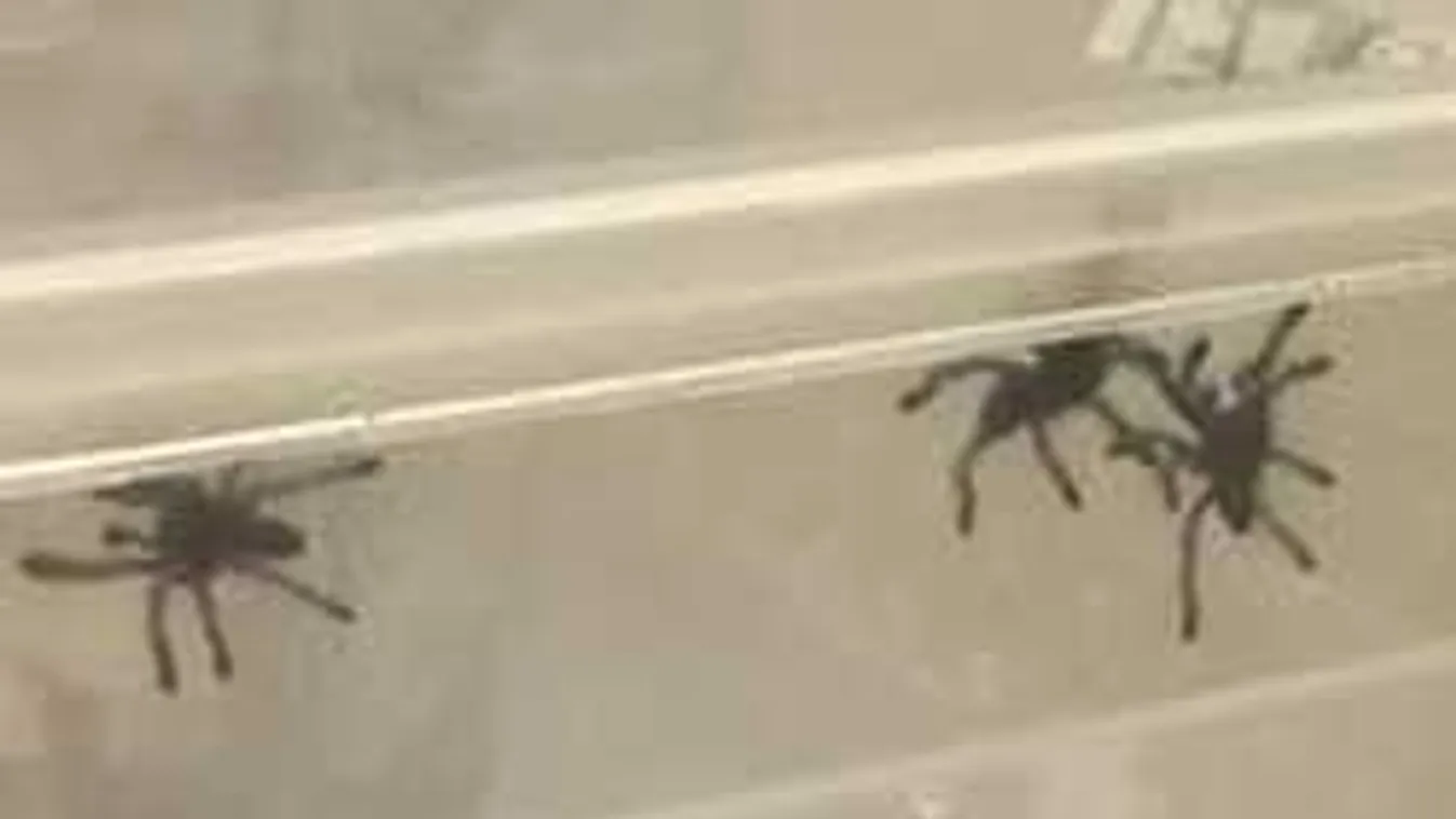 Sikolyok rázták meg Újpestet, madárpókok árasztották el az irodaházat