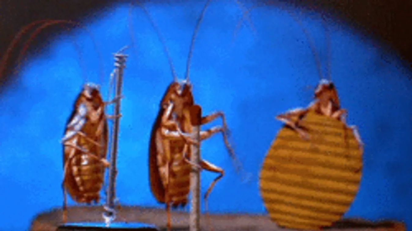 Durva poloskainvázió csap le ránk, tömegesen jönnek a rovarok