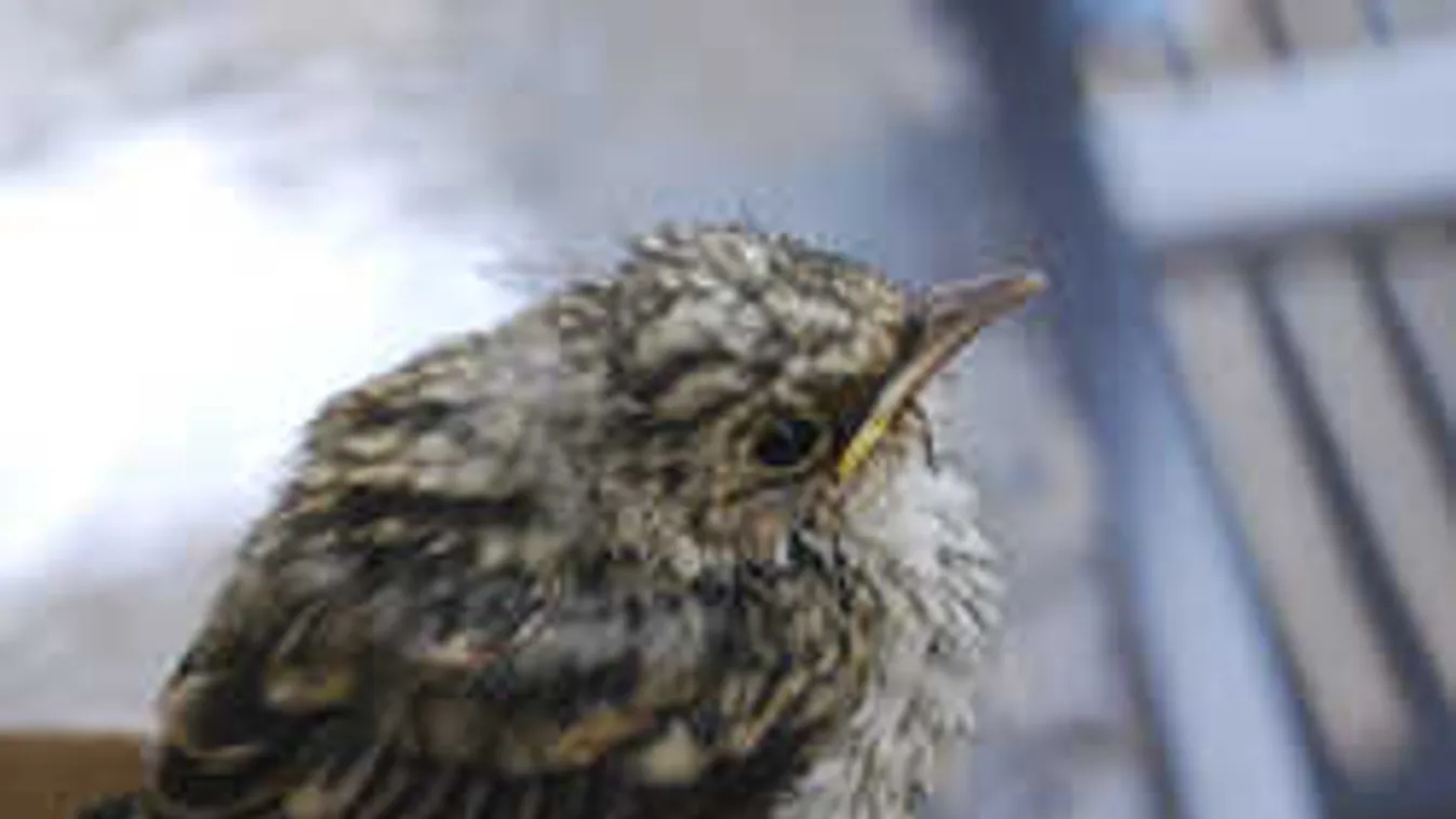 Döbbenet, ezért lőnek ki félmillió pacsirtát Romániában