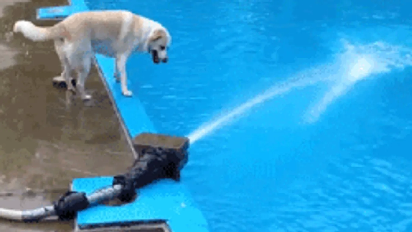 Ennek a 10 állatnak rosszabb napja van, mint neked