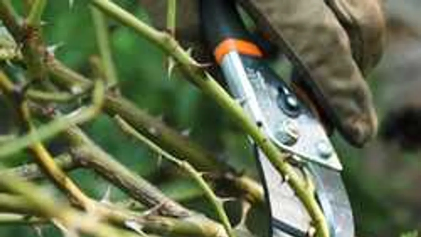 Mit lehet tenni a kertben, ha januárban kitavaszodik?