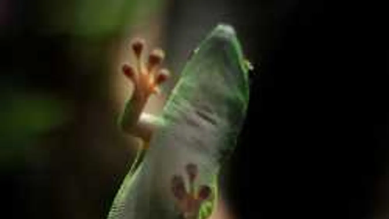 Fogadásból gekkót evett az apuka, szörnyű, ami ezután történt