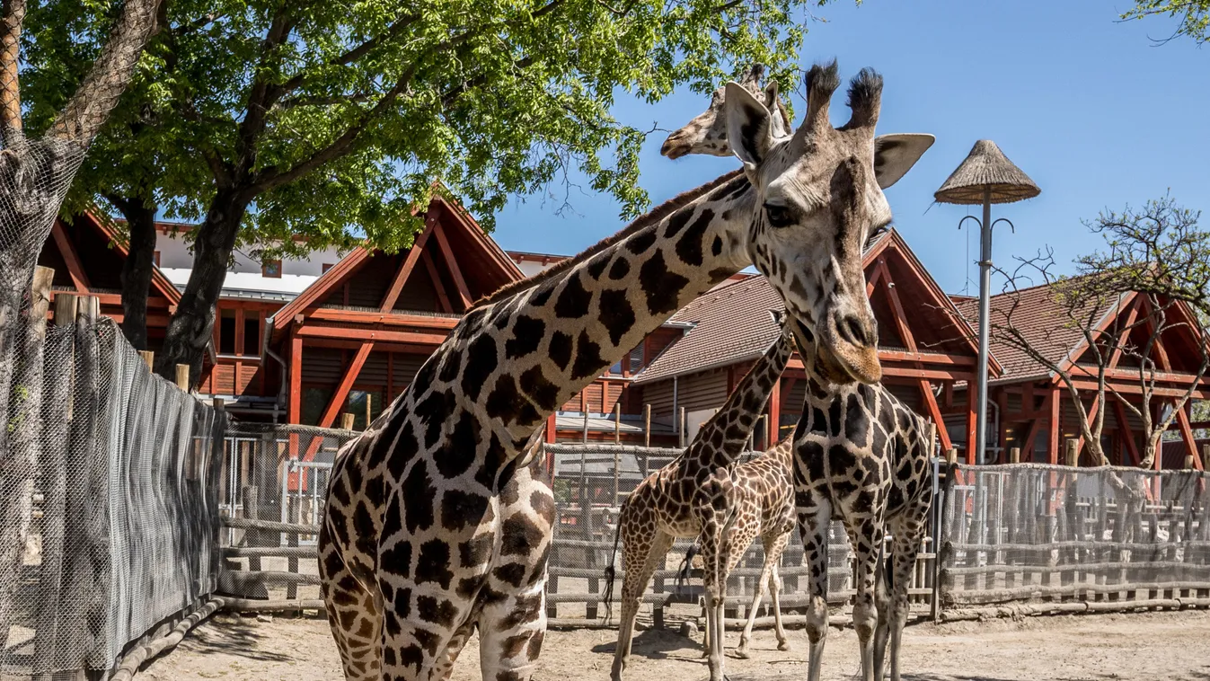 Elszoktak a Fővárosi Állatkert vadjai a látogatóktól – Videó