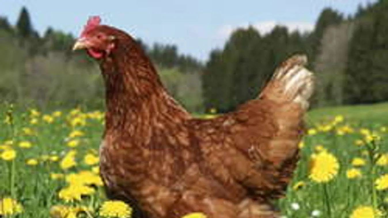 A tyúk vagy a tojás volt előbb? Itt a válasz az örök kérdésre!