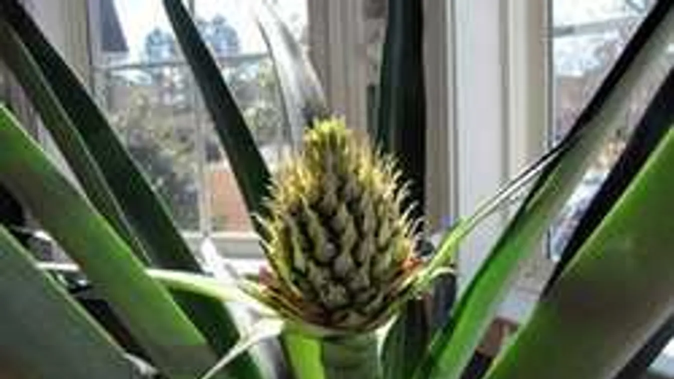 Egy fura növény segíthet a beteges horkolókon!