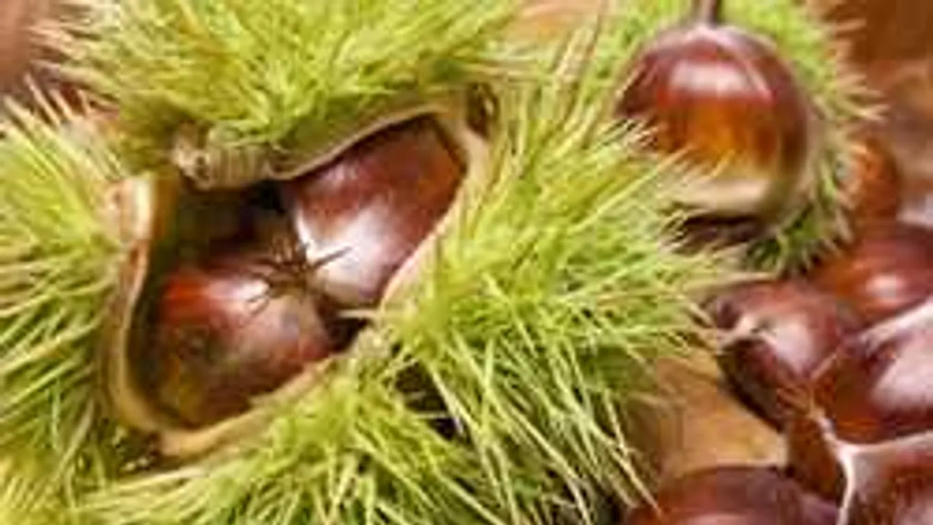 Hihetetlen, de ennyi mindenre jó a vadgesztenye