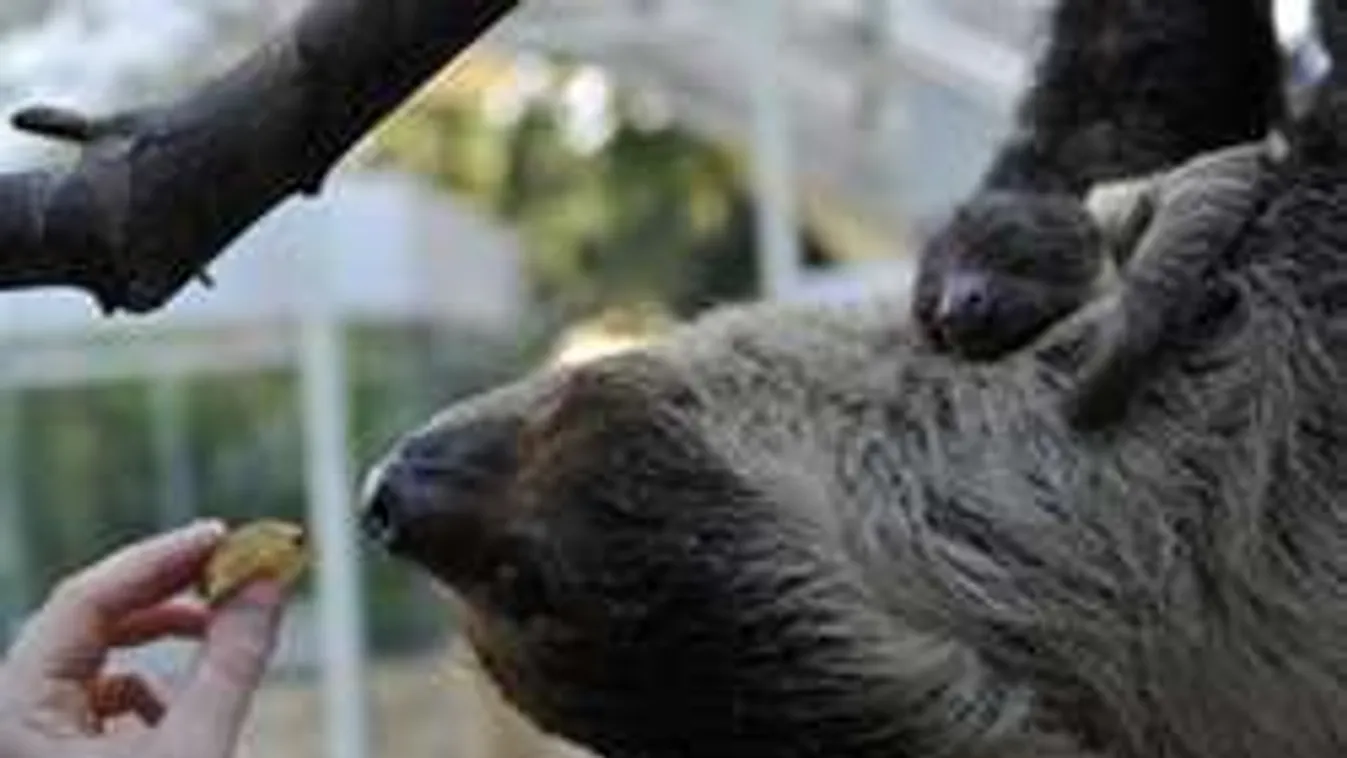 Először mutatta meg magát a Fővárosi Állatkert lajhárbébije!