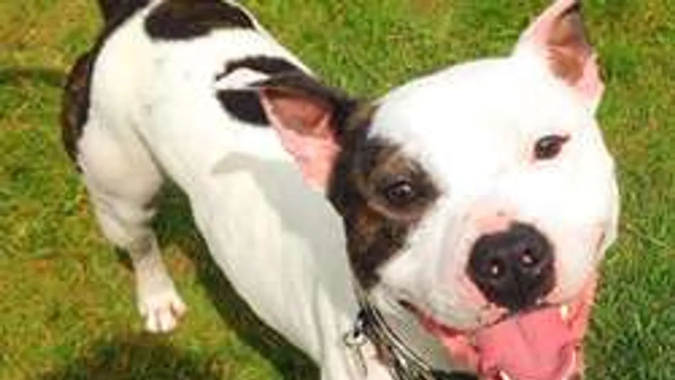 Kutya így még nem örült a gazdájának!