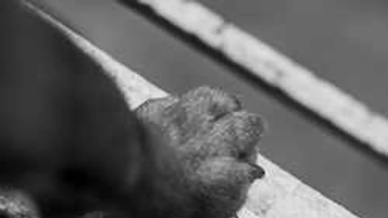 Bréking! Elszabadult kutyát üldöznek a 3-as metró alagútjában