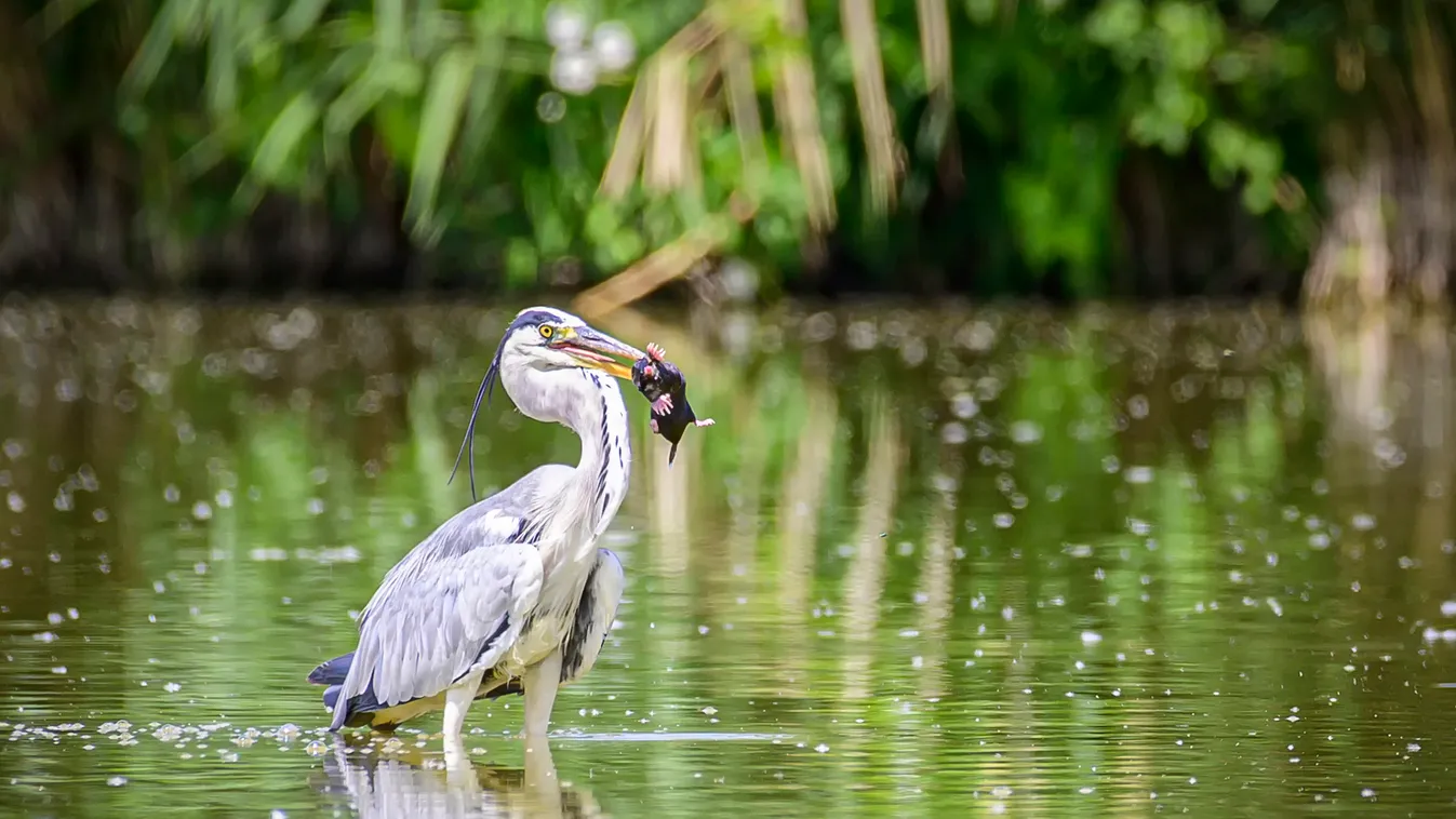 Elképesztő dolgot kapott le a magyar fotós, ilyet eddig sosem lehetett látni