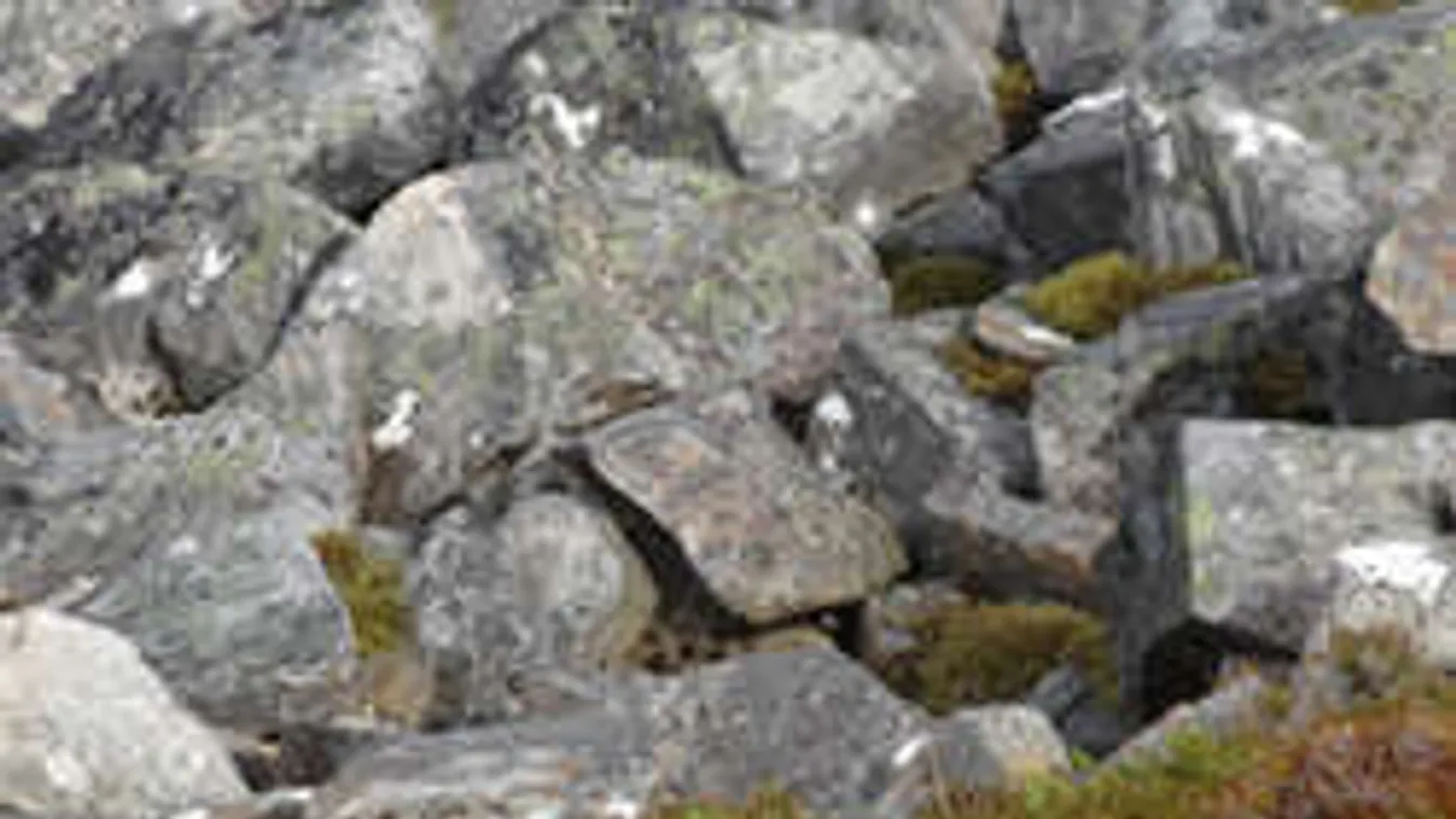 Ettől kiakad a szemed! Megtalálod a madarat a képen?!