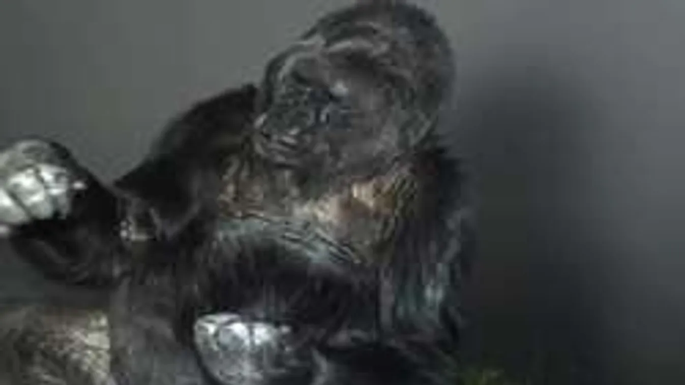 Ezt üzente Koko, a beszélő gorilla az emberiségnek