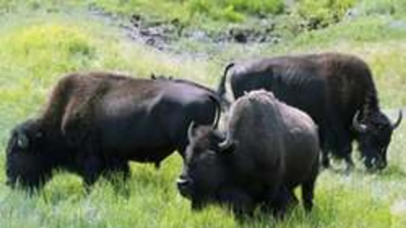 Száz év után újra bölényriadót fújtak az Egyesült Államokban