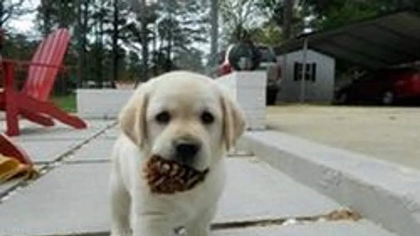 62 hajpánt és 8 selyembugyi volt a kutya gyomrában