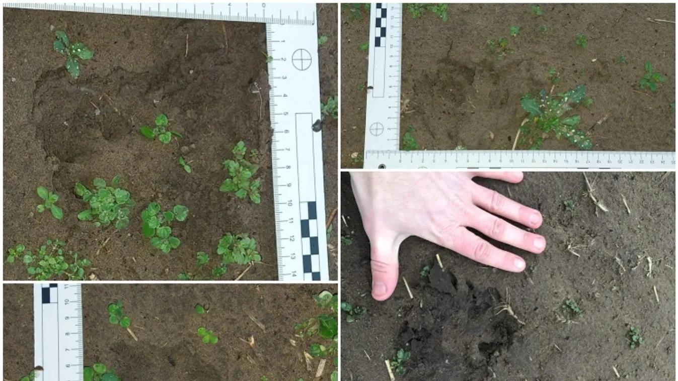 Fekete párduc tartja rettegésben a kiskunhalasiakat