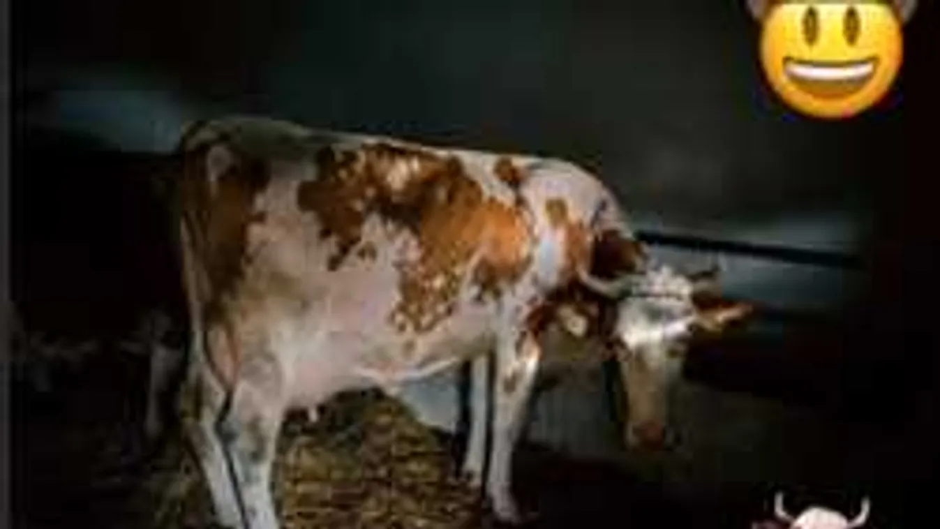 Orbán Viktor kiposztolt egy tehenet - gyerekkori kedvenc!