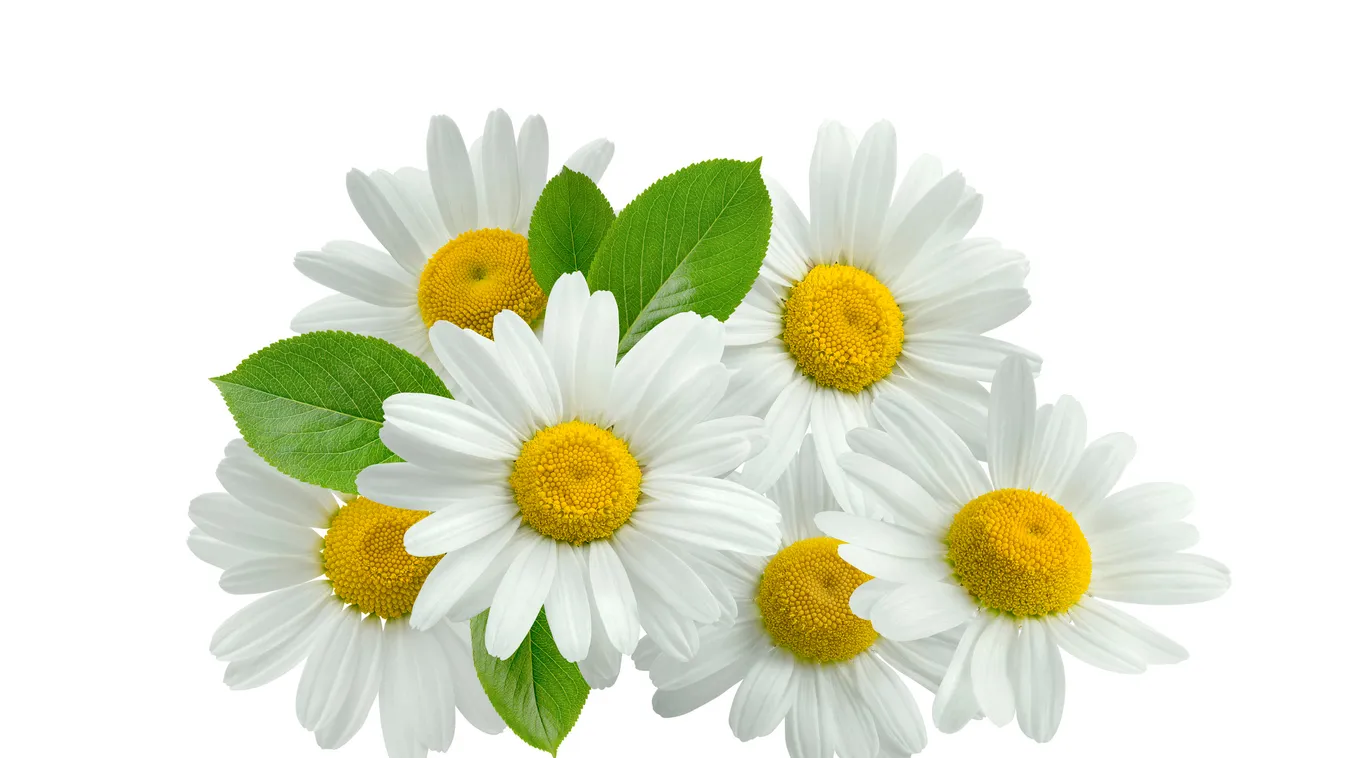 7 gyógynövény, amit a kutatók is elismernek