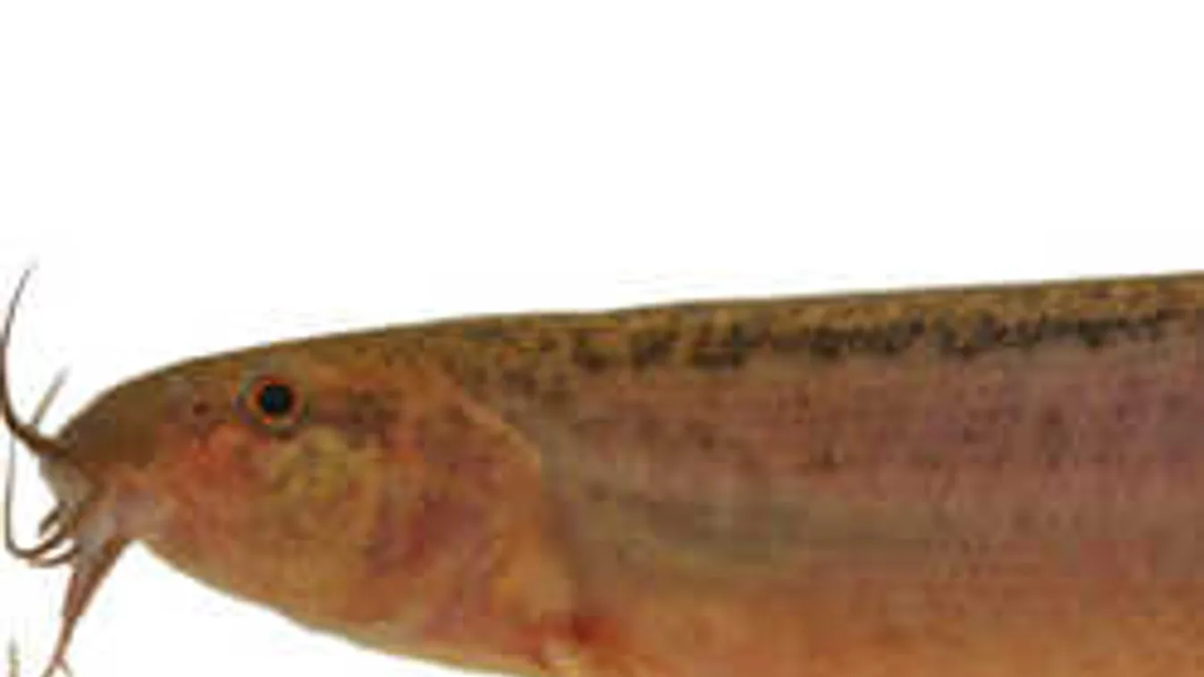 Műteni kellett a részeg férfit: rektálisan helyezett magába élő halakat