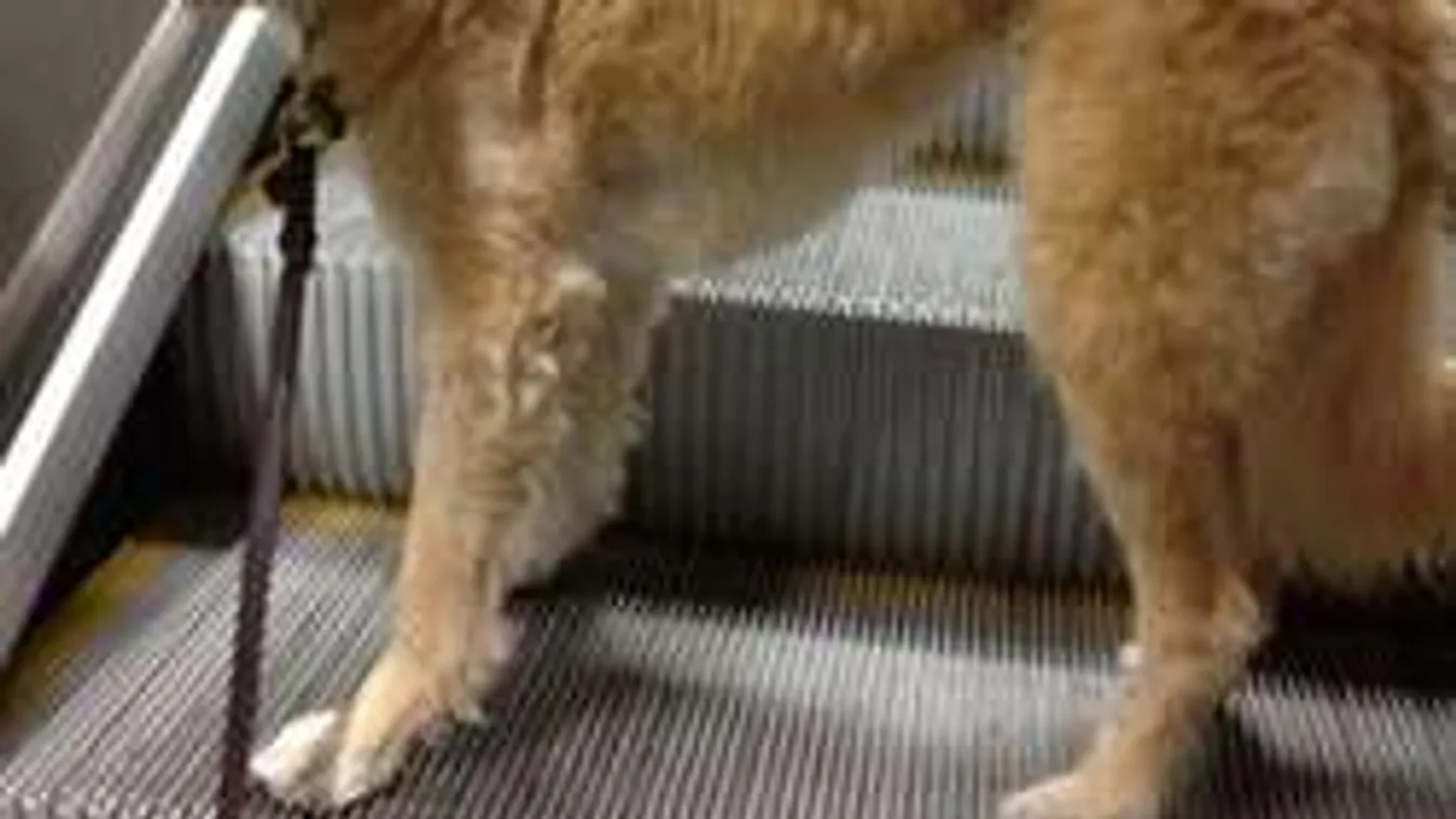 Egész talpát, 3 ujját amputálták a Kálvin téren bedarált kutyának