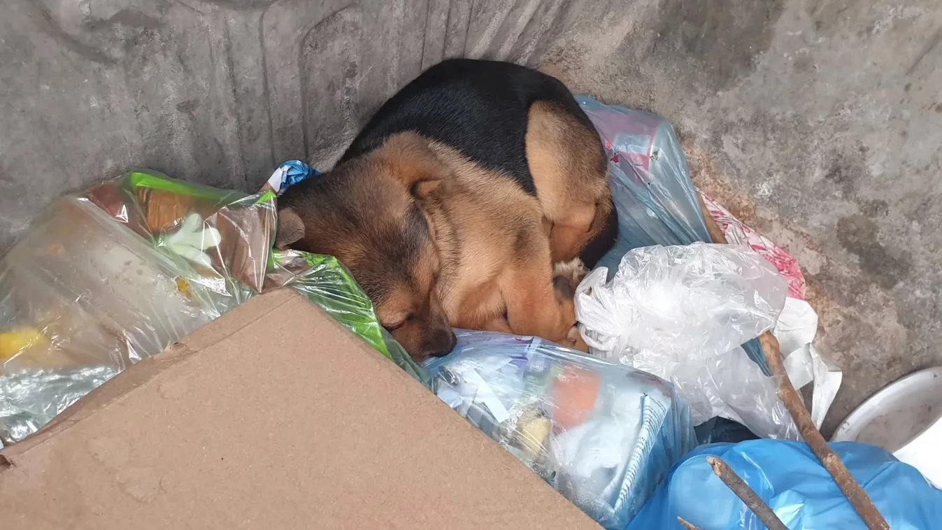 Brutális kínzás: megverte majd a szemetesbe dobta a pár hónapos Valikát egy férfi Komlón