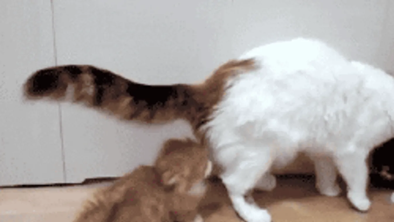 Ezek voltak 2018 legnépszerűbb videói a Facebookon!