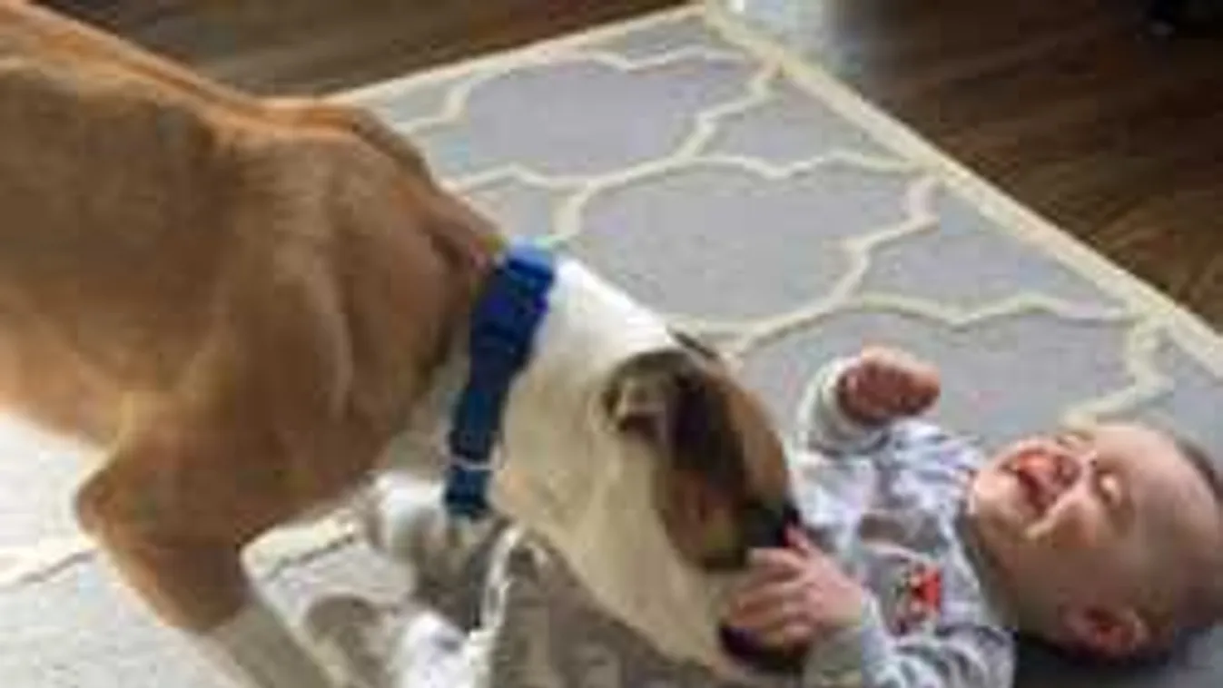 Bébiszitter lett a boxerből