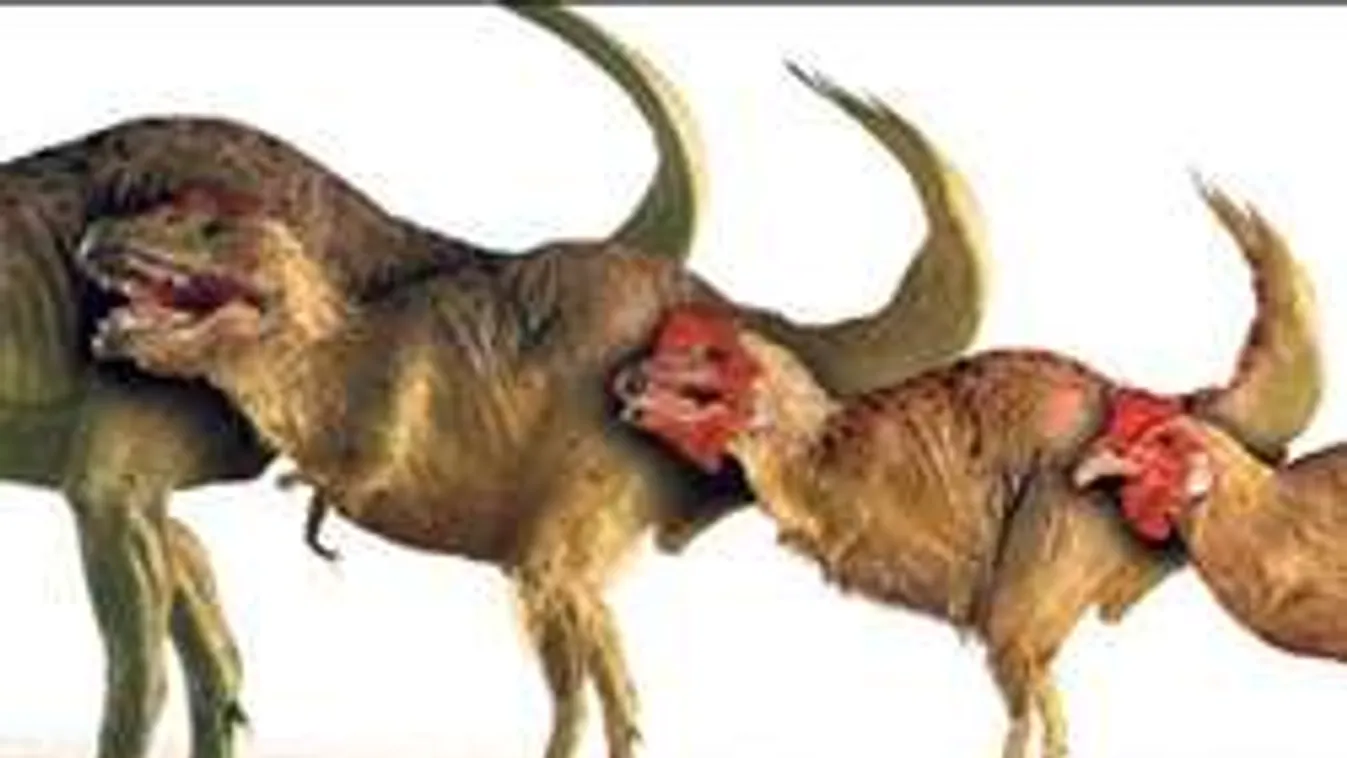 Az evolúció visszafordítható: Dínó lábakat növesztettek egy csirkének!