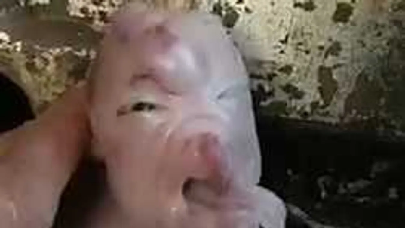 Borzalmas újszülött lényt videóztak, csak erős idegzetűeknek