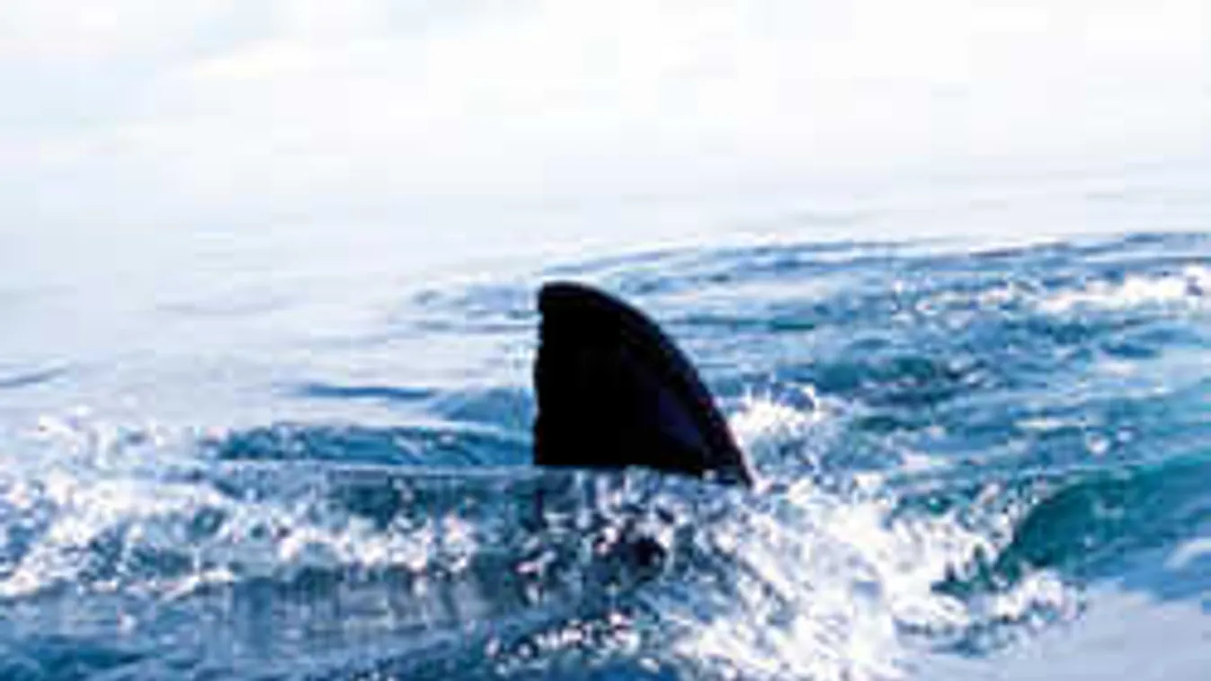 Megrázó erejű bejelentést tettek a kutatók: hátborzongató, mit rejt az óceán